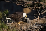 Bald-Eagle;Eagle;Feeding-Behavior;Haliaeetus-leucocephalus;Nest;aerie;chicks;fam